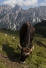 dolomites.alta.via.6.11