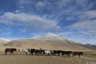 ladakh.tsarap.tso.moriri.indus.33