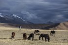 ladakh.tsarap.tso.moriri.indus.40