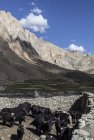 ladakh.kanji.pigmo.zanskar.3