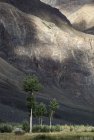 ladakh.kanji.pigmo.zanskar.41