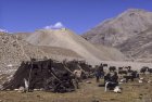 ladakh.rangdum.sarchu.zanskar.48