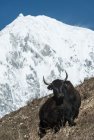 trek.langtang.gosainkung.nepal.17