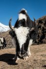 trek.langtang.gosainkung.nepal.24