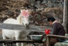 trek.langtang.gosainkung.nepal.40