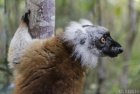 lemurien.madagascar.19