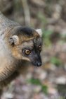 lemurien.madagascar.25