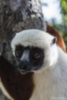 lemurien.madagascar.31