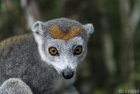 lemurien.madagascar.46