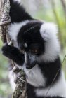 lemurien.madagascar.6