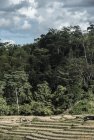 madagascar.corridor.forestier.trek.184