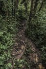 madagascar.corridor.forestier.trek.238