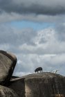 madagascar.corridor.forestier.trek.4