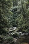 madagascar.corridor.forestier.trek.57