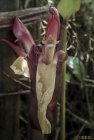 madagascar.corridor.forestier.trek.62