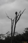 madagascar.corridor.forestier.trek.72