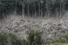 madagascar.corridor.forestier.trek.75