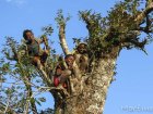 corridor.forestier.trek.madagasar.11