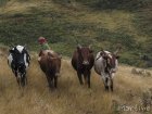 corridor.forestier.trek.madagasar.132