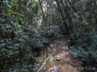 corridor.forestier.trek.madagasar.26