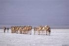 ethiopie.danakil.afar.sel.43