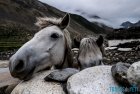 traversee.nepal.yeti.haut.dolpo.mustang.20