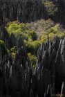 madagascar.trek.tsingy.parc.national.bemaraha.10