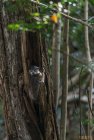 madagascar.trek.tsingy.parc.national.bemaraha.15