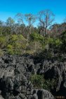 madagascar.trek.tsingy.parc.national.bemaraha.27