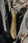 madagascar.trek.tsingy.parc.national.bemaraha.6