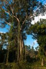 madagascar.trek.tsingy.bemaraha.13