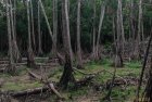 madagascar.trek.tsingy.bemaraha.21