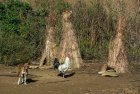 madagascar.trek.tsingy.bemaraha.47