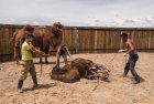 mongolie.gobi.chameaux.tonte.1