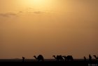 ethiopie.danakil.afar.caravanes.10