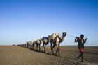 ethiopie.danakil.afar.caravanes.32