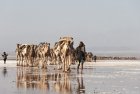 ethiopie.danakil.afar.caravanes.4