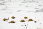 pakistan.baltoro.ski.telemark.camp.k2.16