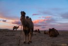 mongolie.gobi.sud.trek.5