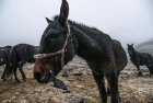 ladakh.nubra.trek.inde.12