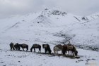 ladakh.nubra.trek.inde.13