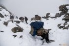 ladakh.nubra.trek.inde.38