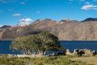 ladakh.nubra.trek.inde.7