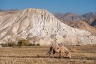 trek.mustang.nepal.lo.manthang.saribung.gaugiri.chainon.manquant.18