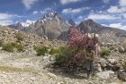 baltoro.gondogoro.trek.k2.braod.peak.mitre.gasherbrum.pakistan.boiveau.laurent.10