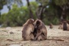 ethiopie.simien.gelada.1