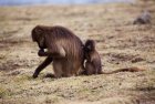 ethiopie.simien.gelada.7