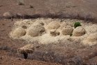 ethiopie.simien.structure.4