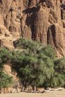 tchad.ennedi.archei.guelta.2