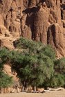 tchad.ennedi.koboua.6